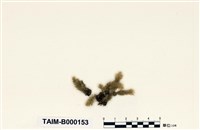 藏品(南亞美蕨苔)的圖片